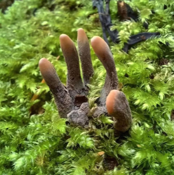 photograph of Xylaira polymorpha, Dead Man's Fingers